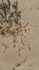 Johnstonella