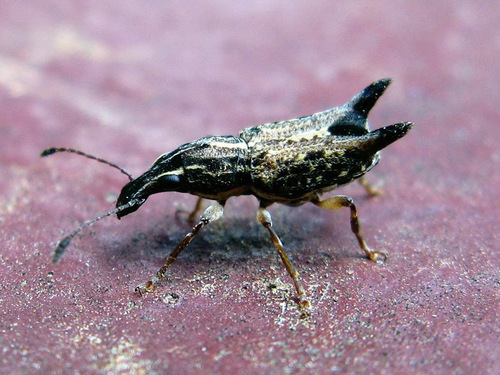 Genus Telala · iNaturalist