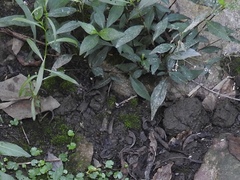 Angiospermae