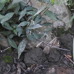 Angiospermae