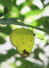 Eurema simulatrix tecmessa