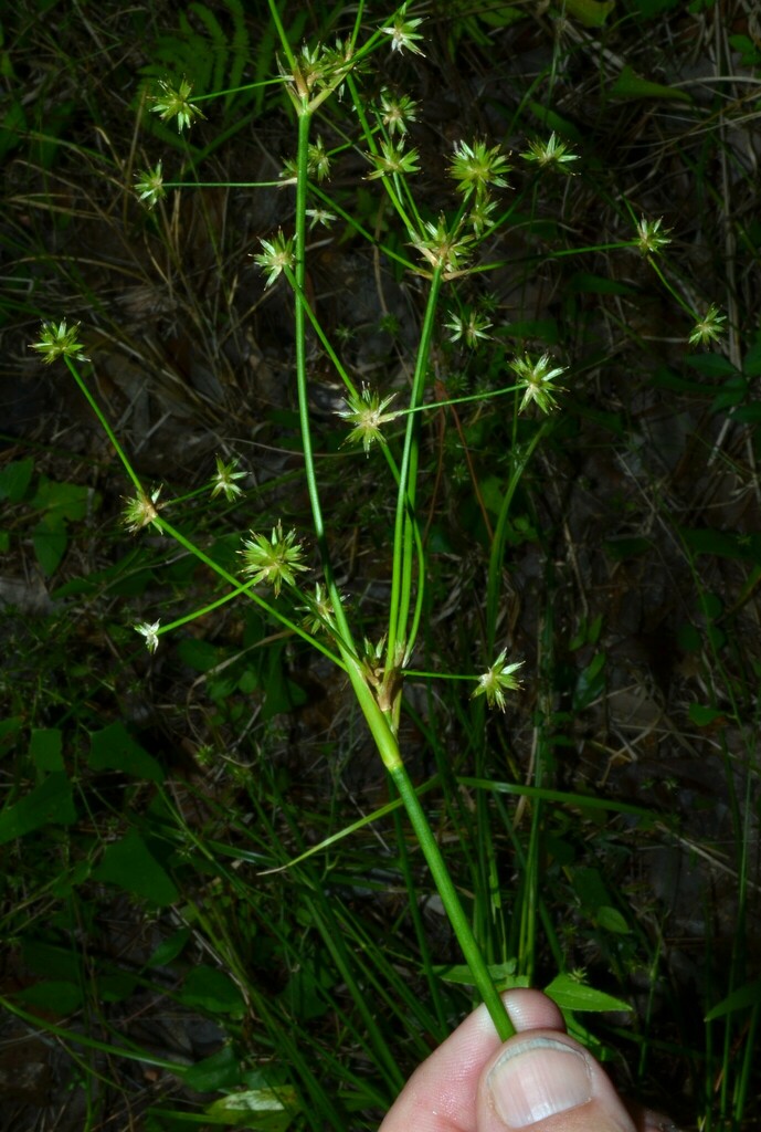 Roundhead Rush from Hernando County, FL, USA on May 22, 2024 by J ...