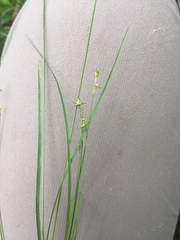 Carex interior