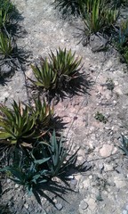 Hemiphylacus hintoniorum