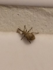 Trichopterapion holosericeum