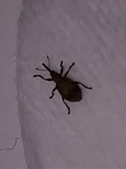 Trichopterapion holosericeum