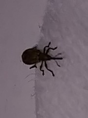 Trichopterapion holosericeum