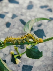 Abrostola asclepiadis