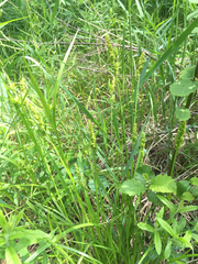 Carex stipata