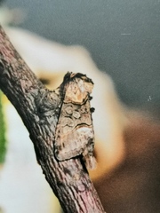 Abrostola asclepiadis