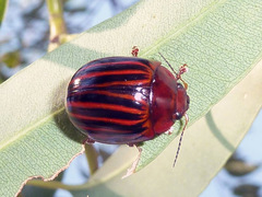 Paropsisterna octolineata