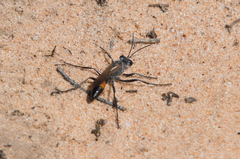 Podalonia tydei suspiciosa