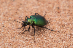 Calosoma schayeri
