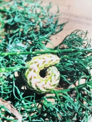 Cucullia chamomillae