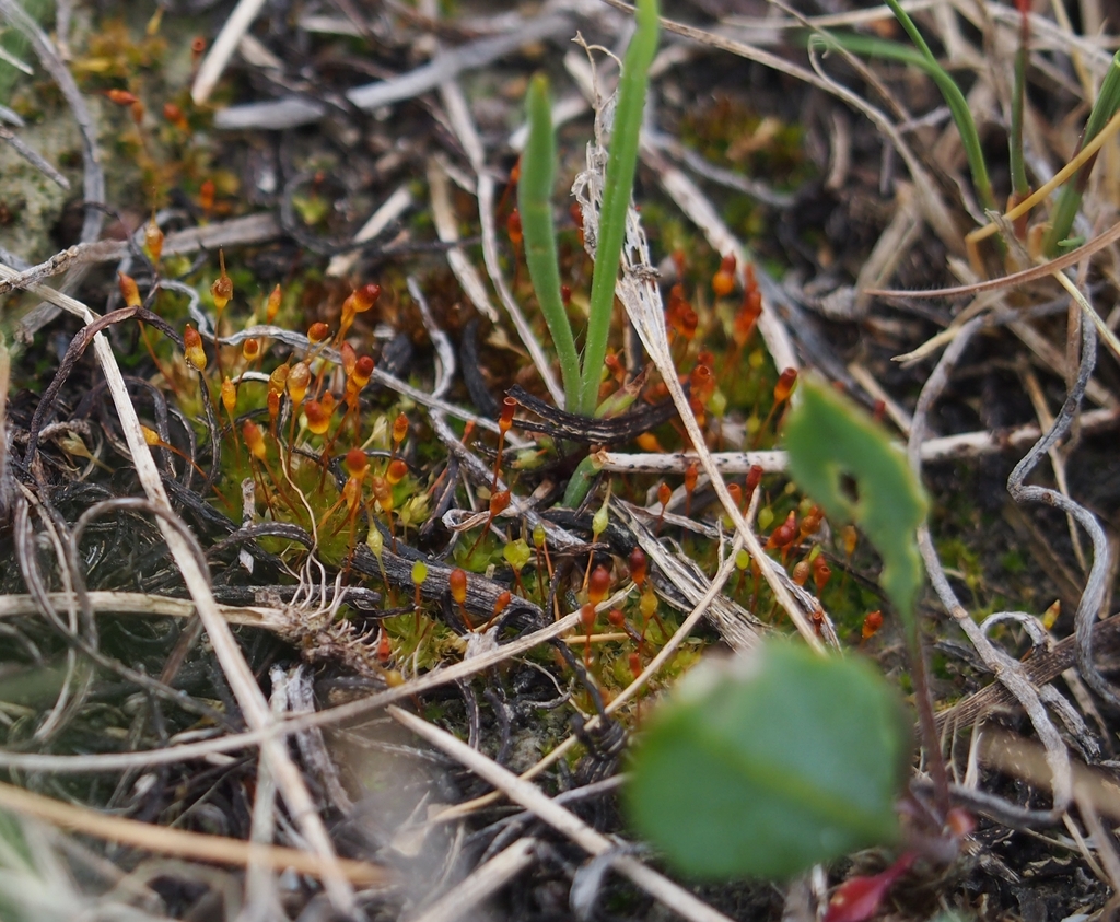 Entosthodon hungaricus