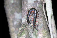 Scolopendra japonica