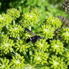 Tenthredo bifasciata