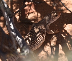 Dipsosaurus dorsalis dorsalis