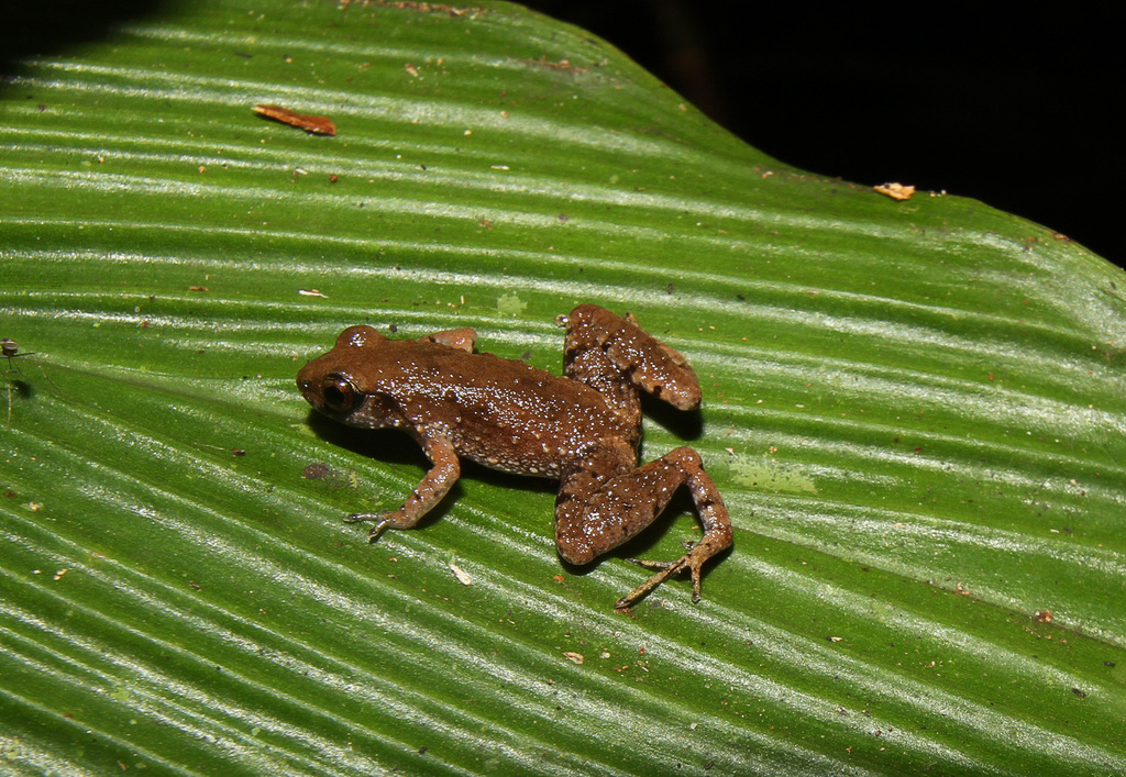 Gunung Mulu Borneo Frog