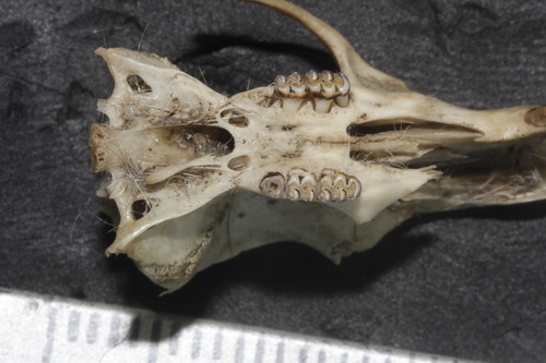 Mexican Marsh Rice Rat