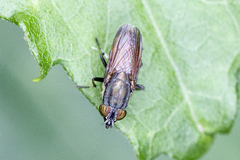 Idiella