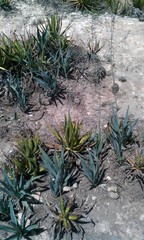 Hemiphylacus hintoniorum