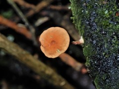 Marasmius croceus