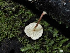 Marasmius croceus