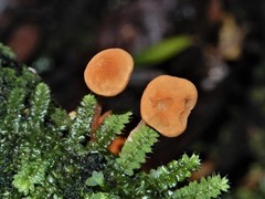 Marasmius croceus