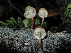 Marasmius croceus