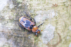 Clinterocera discipennis