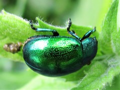 Chrysolina herbacea