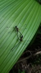 Nannophlebia eludens