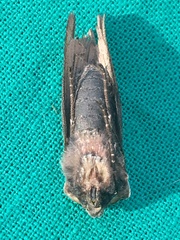Xylena thoracica