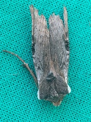 Xylena thoracica