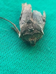 Xylena thoracica