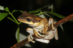 Polypedates macrotis