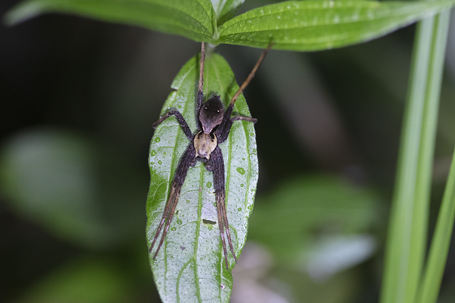 Dolomedes nigrimaculatus