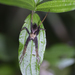 Dolomedes nigrimaculatus - Photo (c) Stanley Chan, algunos derechos reservados (CC BY-NC), subido por Stanley Chan