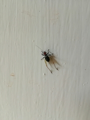 Trigonidium erythrocephalum