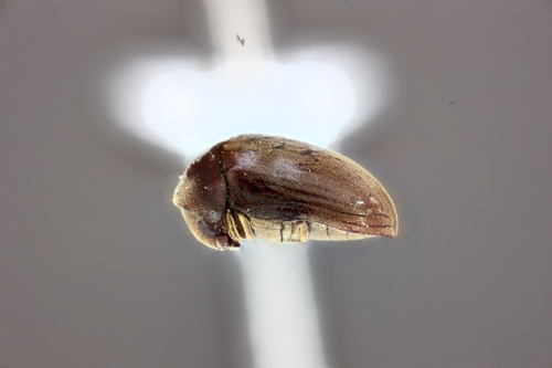 Lasioderma serricorne observed 2024-05-08
