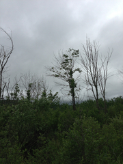 Fraxinus nigra