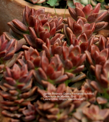 × Graptosedum