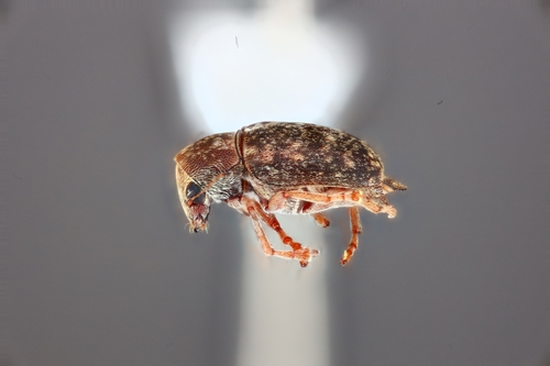 Araecerus levipennis observed 2024-05-15