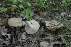 Entoloma clypeatum