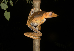 Polypedates otilophus