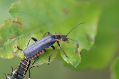 Cantharis obscura