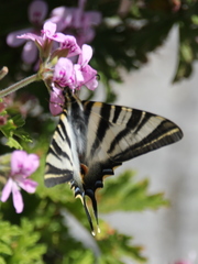 Iphiclides feisthamelii
