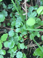 Hydrocotyle americana
