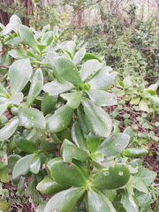 Crassula ovata